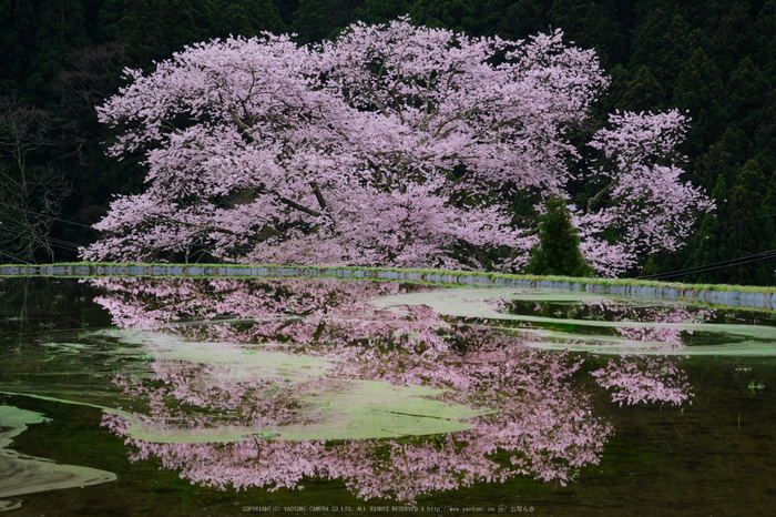 奈良大宇陀 本郷の瀧桜（又兵衛桜）（桜開花 2016） ／ FUJIFILM X